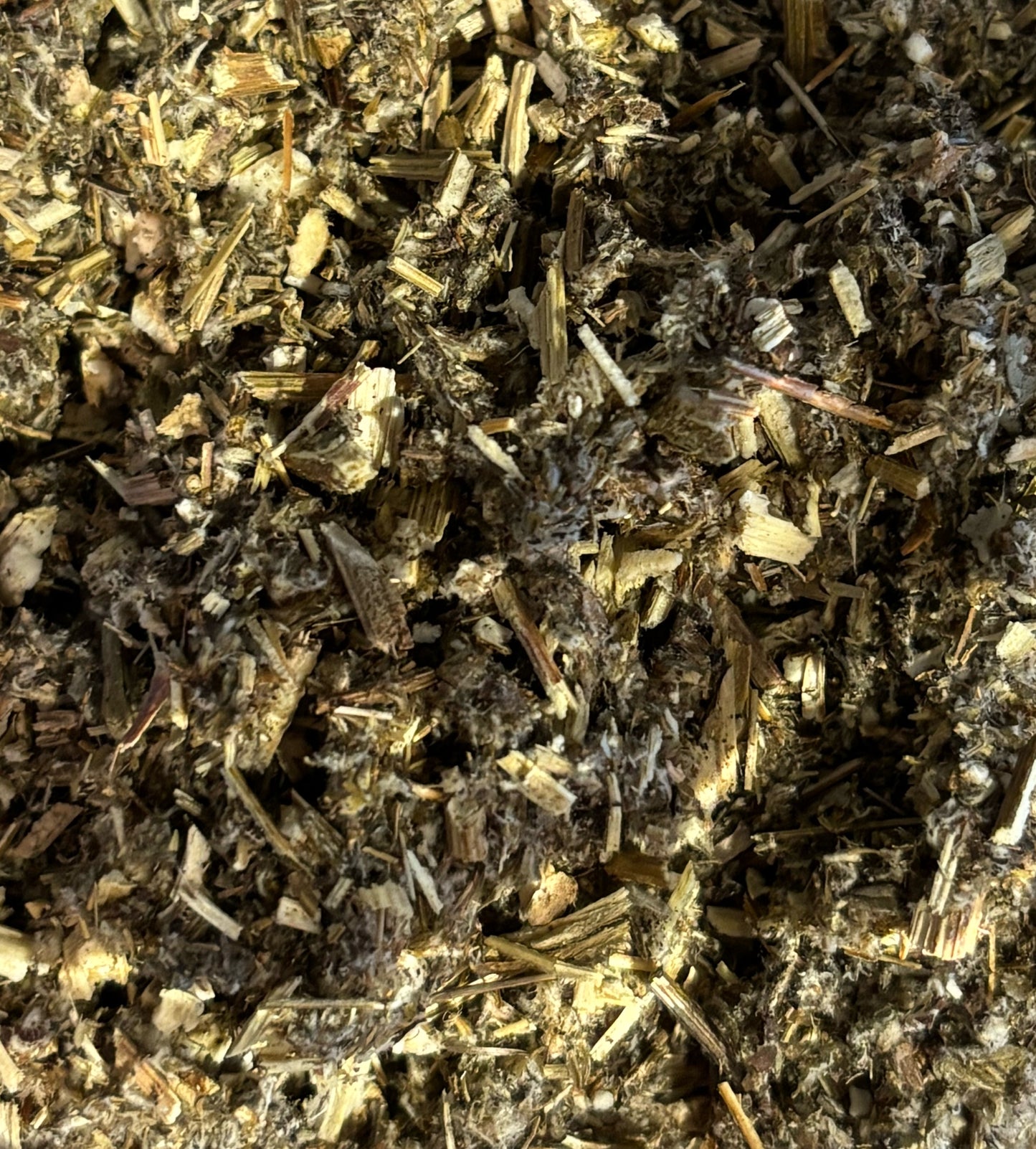 Mugwort (Artemisia vulgaris) – Organic Dried Herb