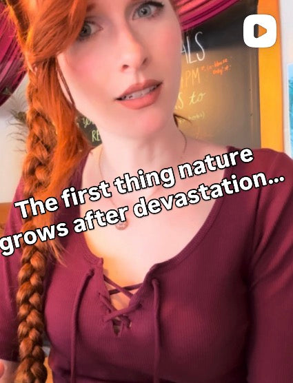 The First Thing Nature Grows After Devastation
