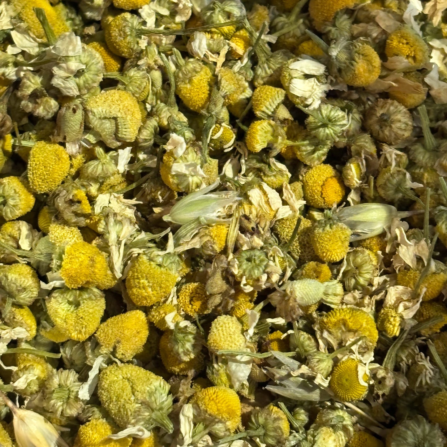Chamomile (Matricaria recutita) - Organic Dried Herb